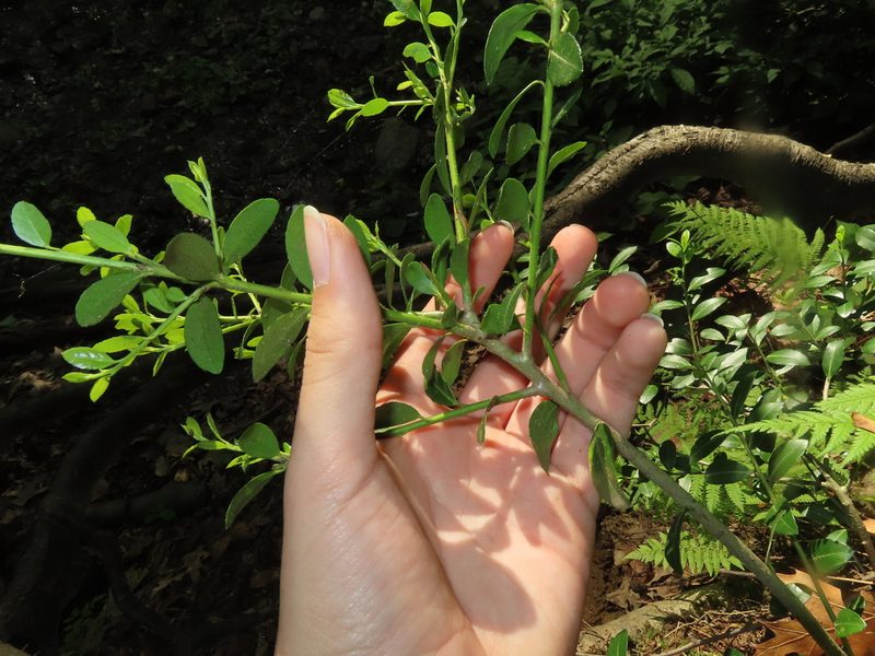 Ilex crenata, photographed by Mila C.