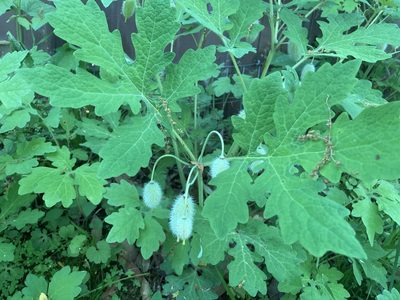 Stylophorum diphyllum, photographed by Bryant Brumbill-Corral