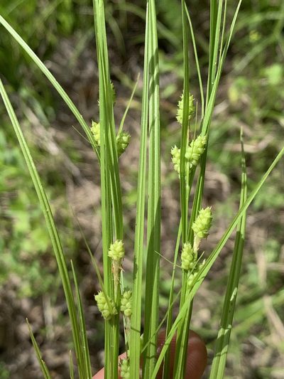 Carex caroliniana, photographed by Daniel J. Layton