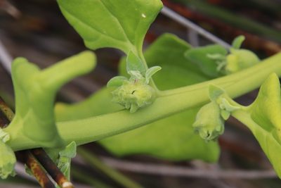 Tetragonia tetragonoides, photographed by Millie Basden