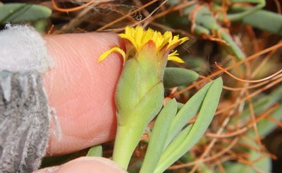 Jaumea carnosa, photographed by Millie Basden
