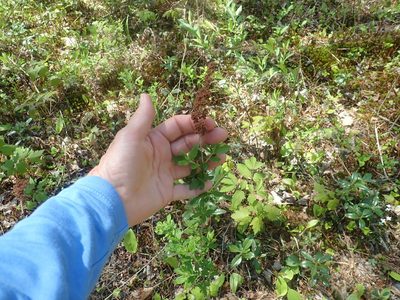 Spiraea tomentosa, photographed by Lynn Harper