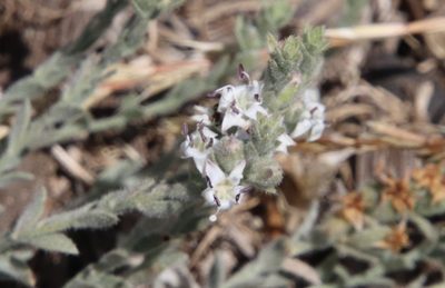 Cressa truxillensis, photographed by Millie Basden
