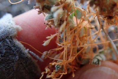 Cuscuta pacifica, photographed by Millie Basden