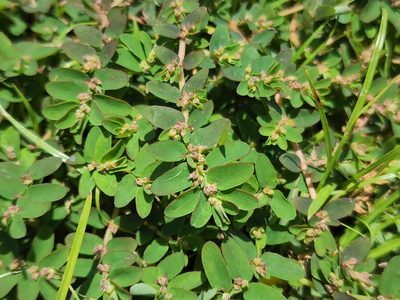 Euphorbia thymifolia, photographed by Tyler Bishop