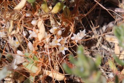 Cuscuta pacifica, photographed by Millie Basden