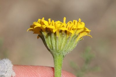 Chaenactis glabriuscula, photographed by Millie Basden