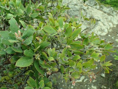 Arctostaphylos columbiana, photographed by James H. Thomas
