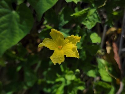 Momordica charantia, photographed by Tyler Bishop