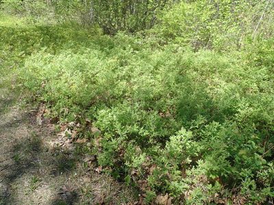 Vaccinium myrtilloides, photographed by Lynn Harper