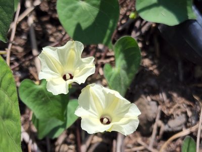 Ipomoea obscura, photographed by Tyler Bishop