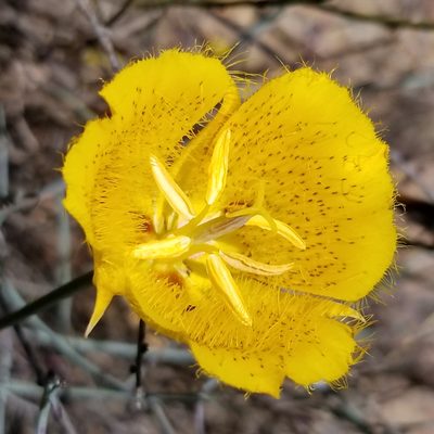 Calochortus weedii, photographed by James C. Davis