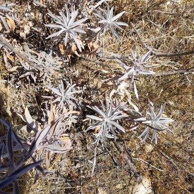Salvia apiana, photographed by James C. Davis