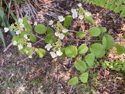 Viburnum plicatum, photographed by Jake McCumber