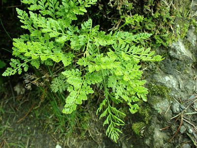 Cryptogramma acrostichoides, photographed by James H. Thomas