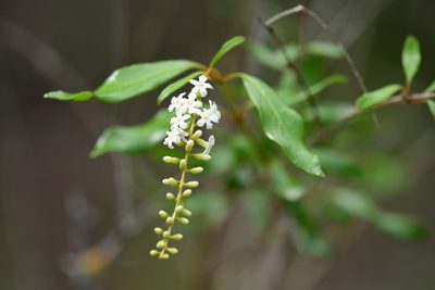 Citharexylum spinosum