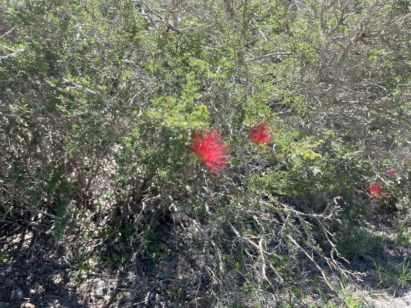 Calliandra haematomma, photographed by Robin White