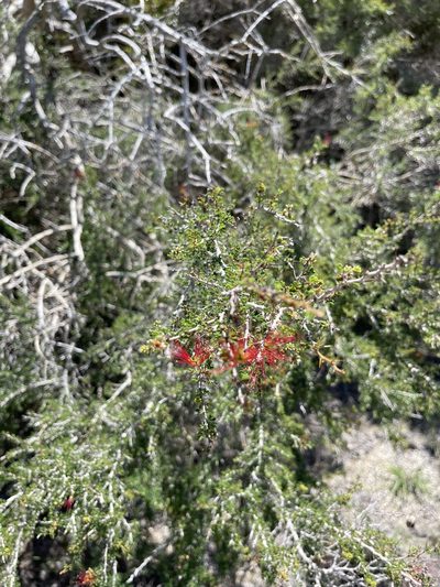 Calliandra haematomma, photographed by Robin White