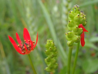 Adonis flammea, photographed by Daniel Cahen