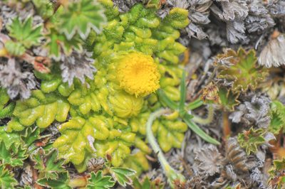 Senecio repens, photographed by Morten Ross