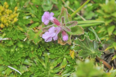 Stachys elliptica, photographed by Morten Ross