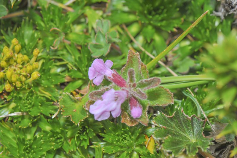 Stachys elliptica, photographed by Morten Ross