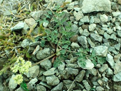 Lomatium martindalei, photographed by James H. Thomas