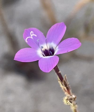Gilia tenuiflora, photographed by Irene