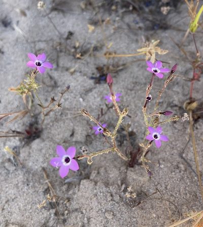 Gilia tenuiflora, photographed by Irene