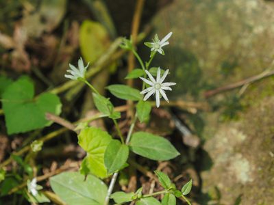 Stellaria pubera