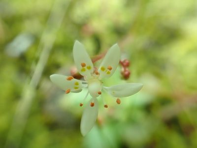 Micranthes ferruginea, photographed by James H. Thomas