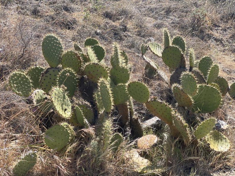Opuntia oricola, photographed by Jim Riley