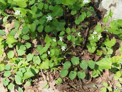 Anemonella thalictroides, photographed by mefisher