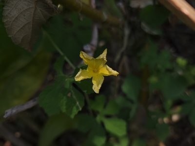 Momordica charantia, photographed by Tyler Bishop