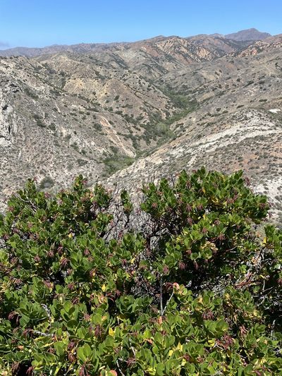 Arctostaphylos insularis, photographed by Jim Riley