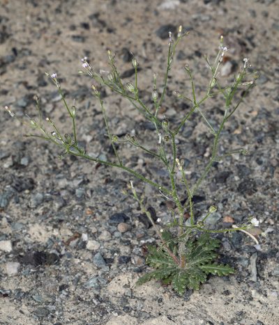 Aliciella leptomeria, photographed by Steve Matson