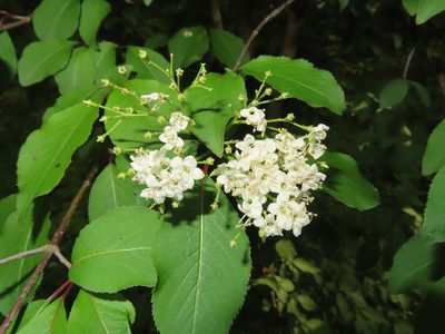 Viburnum prunifolium, photographed by Mila C.