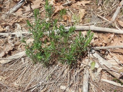 Ionactis linariifolia, photographed by Lynn Harper
