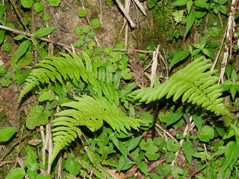 Dryopteris cycadina, photographed by Jacy Chen