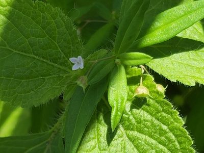 Oldenlandia corymbosa, photographed by Tyler Bishop