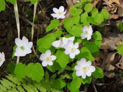Anemonella thalictroides, photographed by Liren Varghese
