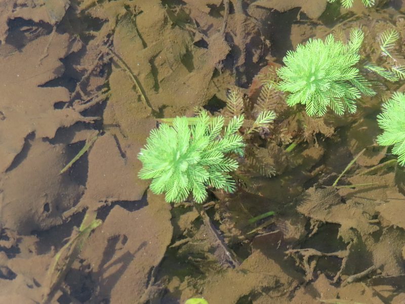 Myriophyllum aquaticum, photographed by Mila C.
