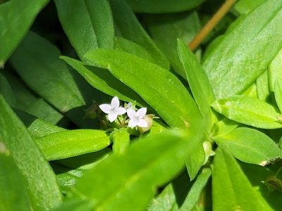 Oldenlandia corymbosa, photographed by Tyler Bishop