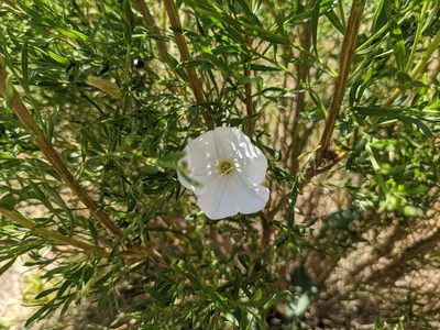 Calystegia macrostegia, photographed by jen