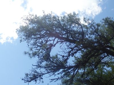 Pinus rigida, photographed by Lynn Harper