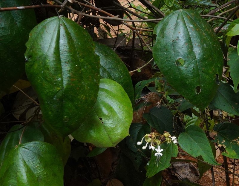 Clerodendrum infortunatum, photographed by desertnaturalist