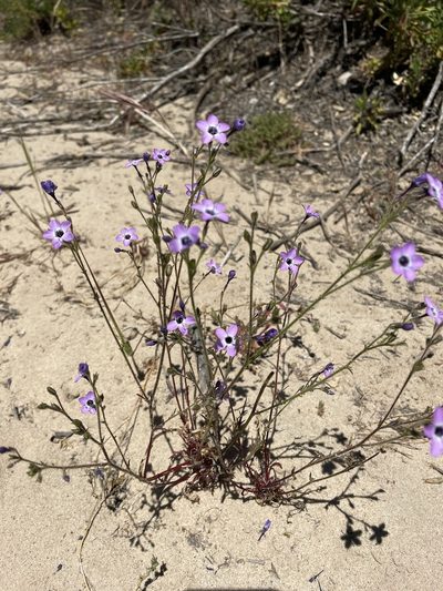 Gilia tenuiflora, photographed by Irene