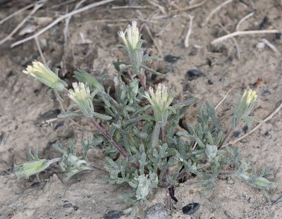 Chaenactis macrantha, photographed by Steve Matson