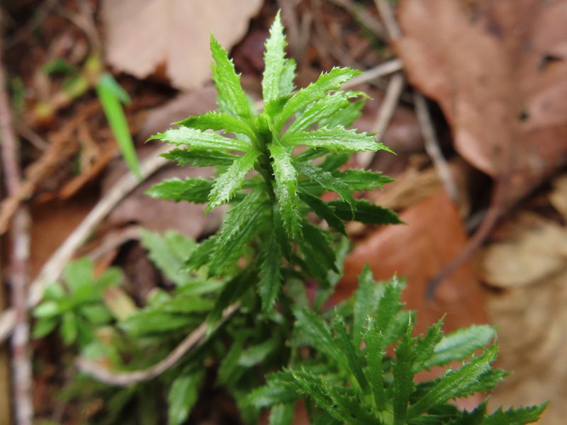 Huperzia serrata, photographed by Timur Kalininsky