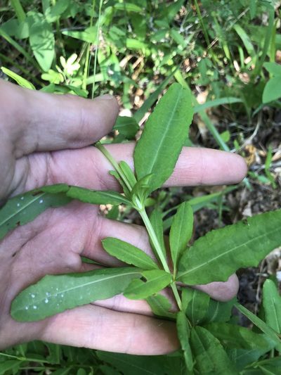 Hypericum frondosum, photographed by John Kees